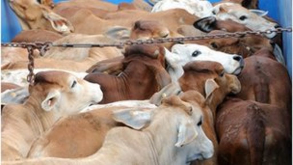 Australia halts cattle exports to Egypt over 'cruelty' - BBC News